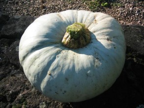 Potimarron, courges-courge bleu de hongrie bio - 1 kg env-RONAN LE GALL
