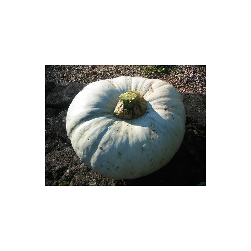 Bleu de hongrie bio - Part de 900 grs envPotimarron, courgesMarie et Ludovic