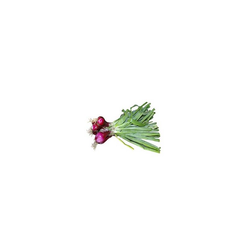 Ail, oignons et échalotes-Oignon rosé - la botte-RONAN LE GALL Ail, oignons et échalotes-Oignon rosé - la botte-RONAN LE GALL
