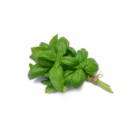 Basilic bio- BotteHerbes aromatiquesMarie et Ludovic