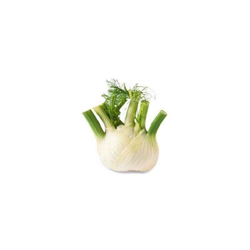 Légumes biologiques-Fenouil bio- la pièce (400grs env)-BIO RENNES
