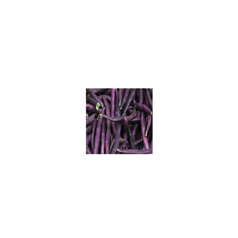 Haricot, petits pois et fêves-Haricot violet biologique-500 grs-LEGUMES DE VALBO Haricot, petits pois et fêves-Haricot violet biologique-500 grs-LEGUMES DE VALBO