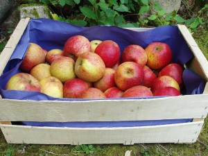 Pommes, poires et kiwis-Pomme Biologique -Dalirian au kg-VERGER MITAN CRANNE Pommes, poires et kiwis-Pomme Biologique -Dalirian au kg-VERGER MITAN CRANNE