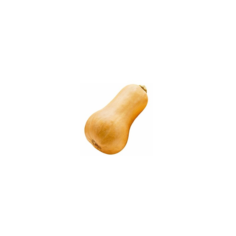Potimarron, courges-butternut biologique- ENV 1.5 KG-GABILLARD EARL Potimarron, courges-butternut biologique- ENV 1.5 KG-GABILLARD EARL