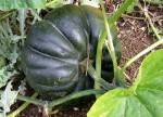 Potimarron, courges, butternut-Courge Musquée de Provence- part de 1kg env-GAEC BOCEL