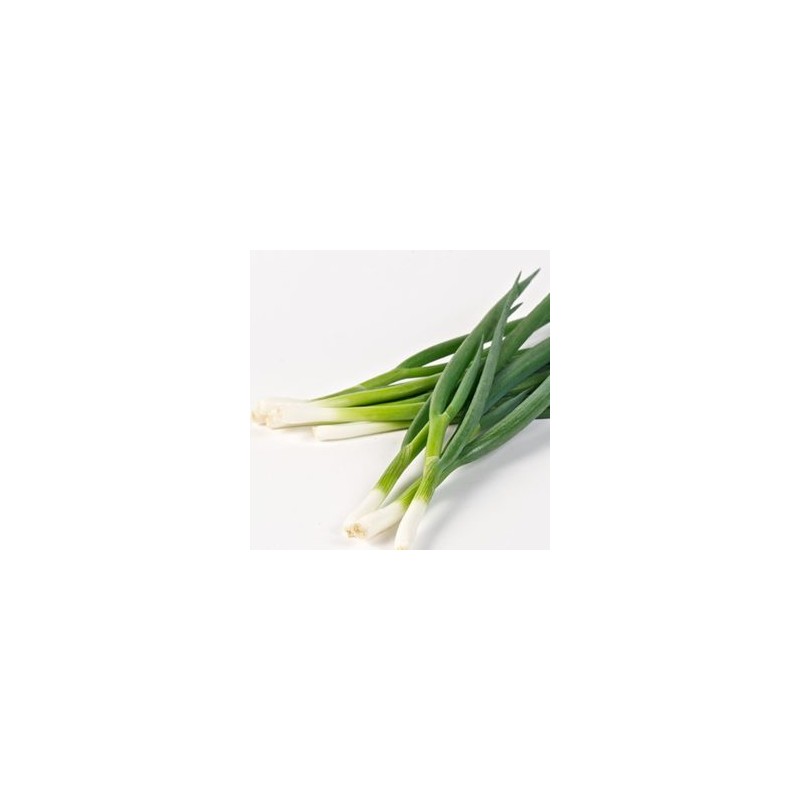 Ail, oignons et échalotes-Oignon ciboulle bio - la botte-LEGUMES DE VALBO Ail, oignons et échalotes-Oignon ciboulle bio - la botte-LEGUMES DE VALBO