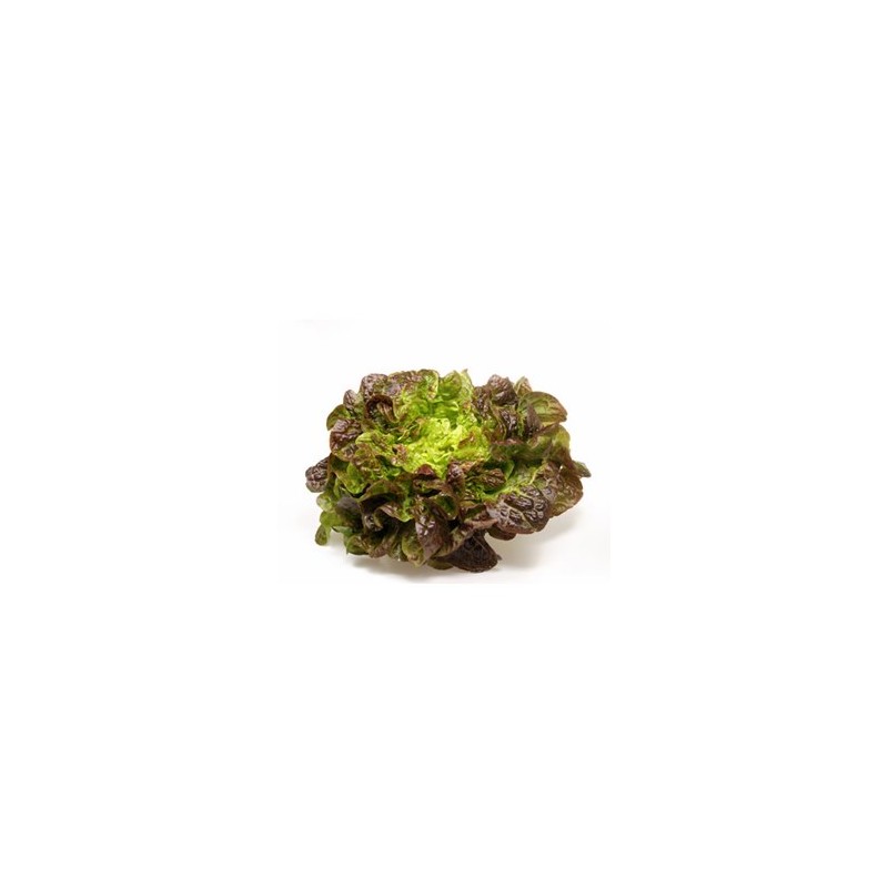 Salades et aromates-Batavia rouge biologique - la pièce-RONAN LE GALL Salades et aromates-Batavia rouge biologique - la pièce-RONAN LE GALL