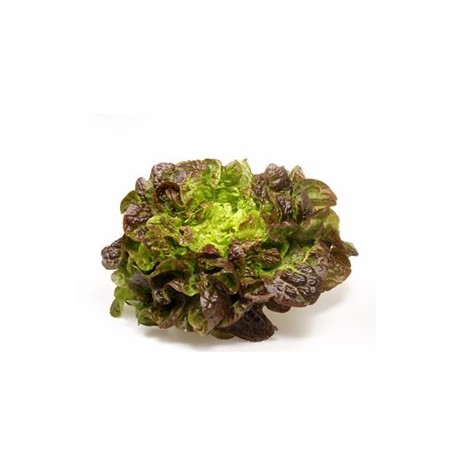 Batavia rouge biologique - la pièceSalades et aromatesRONAN LE GALL