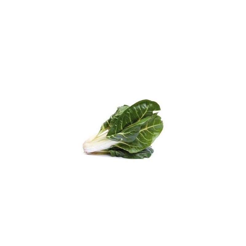 Légumes biologiques-Blette biologique- le pied-RONAN LE GALL Légumes biologiques-Blette biologique- le pied-RONAN LE GALL