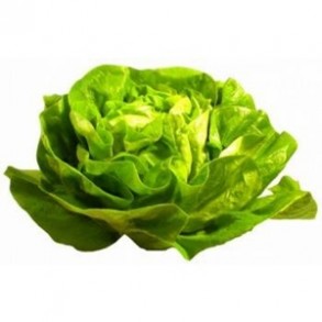 Salades, herbes aromatiques-Laitue bio - la pièce-RONAN LE GALL