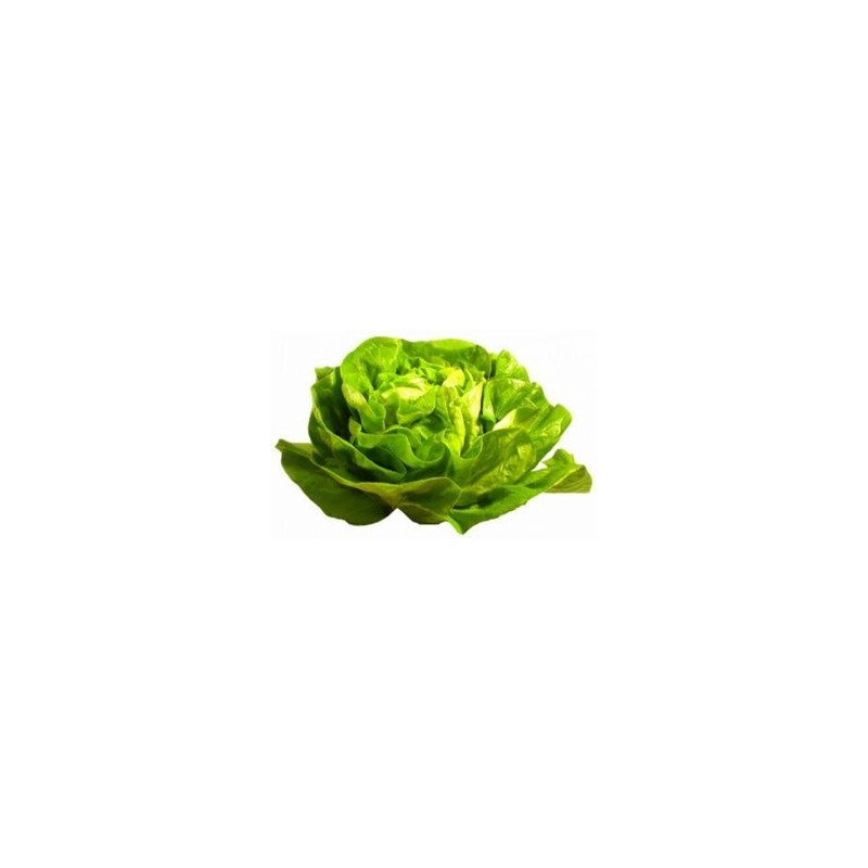 Salades, herbes aromatiques-Laitue bio - la pièce-RONAN LE GALL Salades, herbes aromatiques-Laitue bio - la pièce-RONAN LE GALL