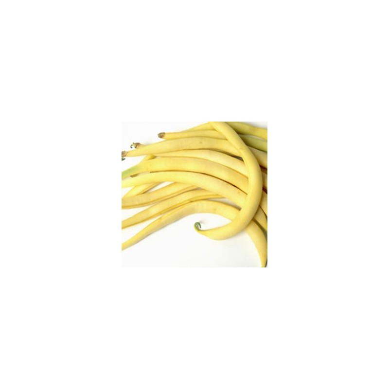 Haricot beurre bio-500 gFruits et légumesLEGUMES DE VALBO