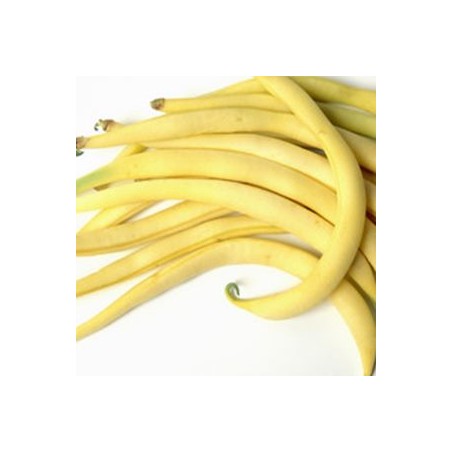 Haricot beurre bio-500 gFruits et légumesLEGUMES DE VALBO