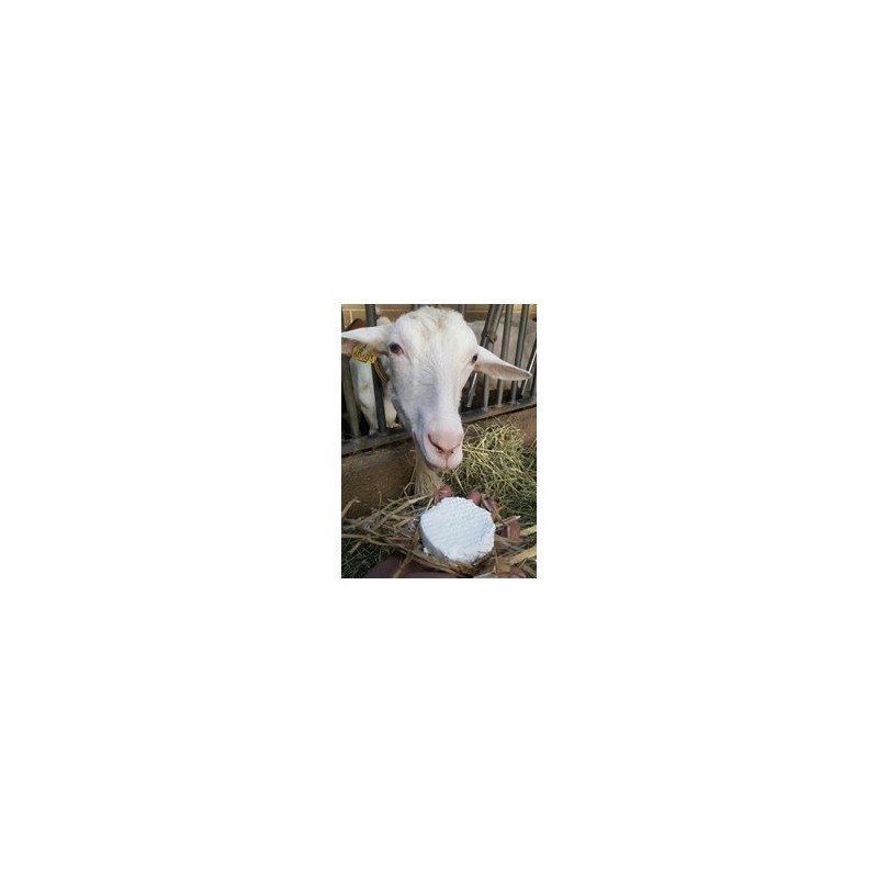 Le frais-Palet chevre frais nature - 110 g-CHEVRERIE BECOT Le frais-Palet chevre frais nature - 110 g-CHEVRERIE BECOT