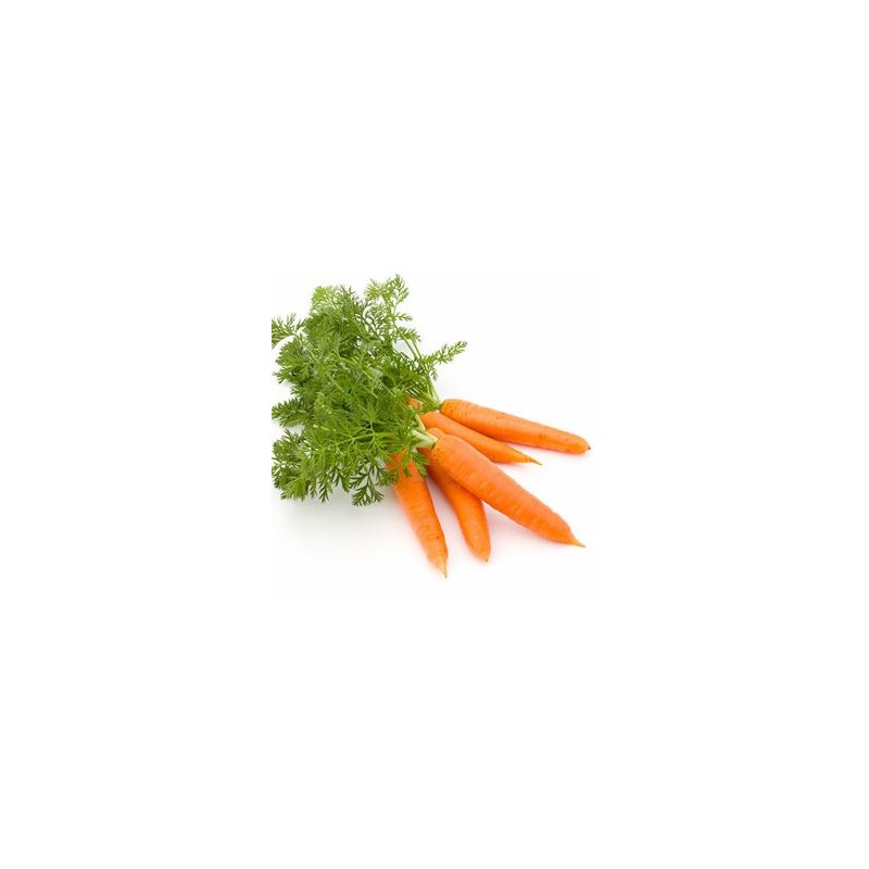Carottes, Betteraves, navets Carottes BOTTES bio - La botte RONAN LE GALL Carottes, Betteraves, navets Carottes BOTTES bio - La botte RONAN LE GALL