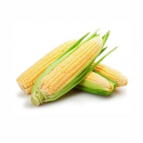 Divers légumes Maïs doux bio- la poupée GABILLARD EARL
