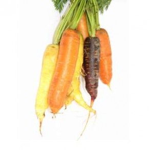Carottes, Betteraves, navets Carottes bottes bio couleur LEGUMES DE VALBO