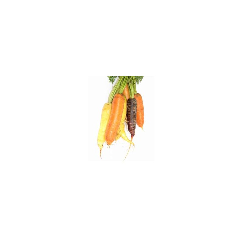 Carottes, Betteraves, navets Carottes bottes bio couleur LEGUMES DE VALBO Carottes, Betteraves, navets Carottes bottes bio couleur LEGUMES DE VALBO