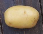 Salades et aromates-Pomme de terre NOUVELLE- Rikea- Kg-RONAN LE GALL