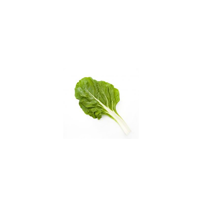 Blette biologique- la botteDivers légumes frais bioMarie et Ludovic
