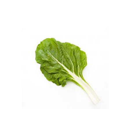 Blette biologique- la botteDivers légumes frais bioMarie et Ludovic