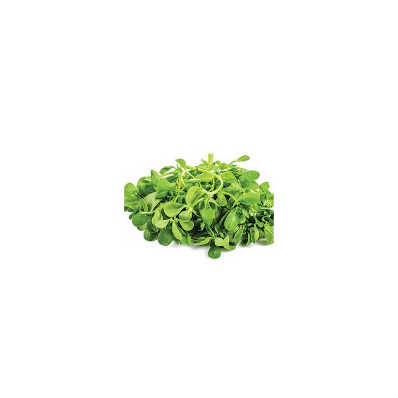Herbes aromatiques Pourpier bio - 100 GRS LEGUMES DE VALBO Herbes aromatiques Pourpier bio - 100 GRS LEGUMES DE VALBO
