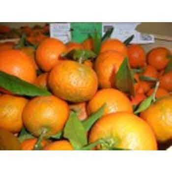 Clémentine (Corse) BIO - Kg