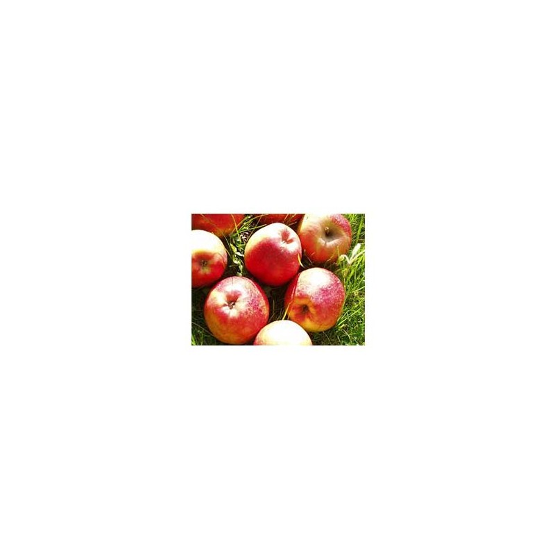 Les fruits d'ici Pomme Biologique - Coxibelle kg BIO RENNES
