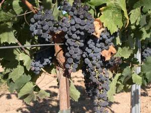 Fraises, raisin-raisin noir Muscat A.O.C- les 500 g-SUBERY NON BIO Fraises, raisin-raisin noir Muscat A.O.C- les 500 g-SUBERY NON BIO