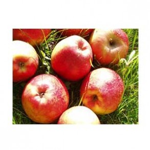 Les fruits Pommes Bio - dalinsweet kg VERGER MITAN CRANNE