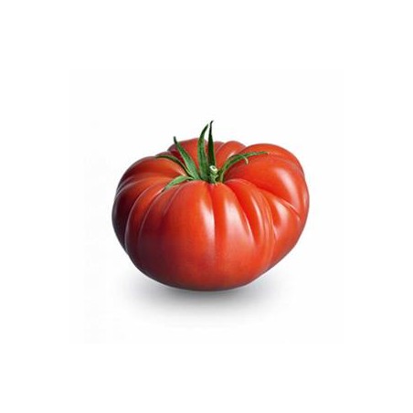 Tomate cotelée rouge bio- kgDivers légumesBIO RENNES