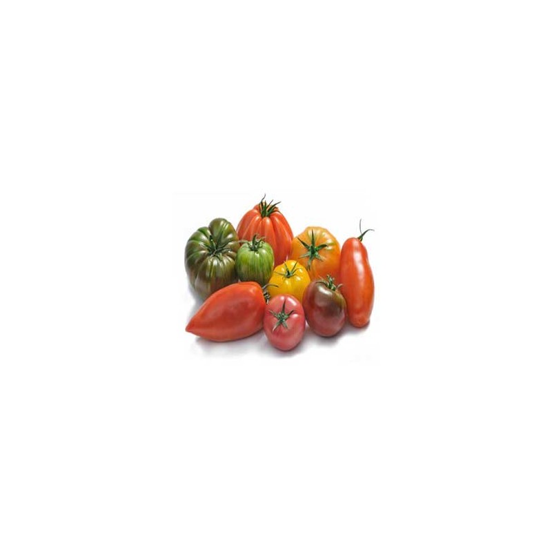 Tomate assortiment bio- kgTomates et concombres bioLEGUMES DE VALBO