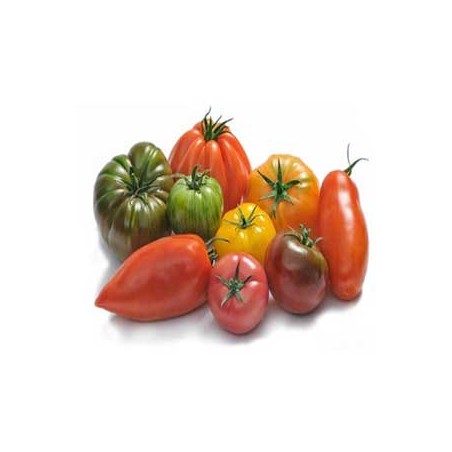 Tomate assortiment bio- kgTomates et concombres bioLEGUMES DE VALBO