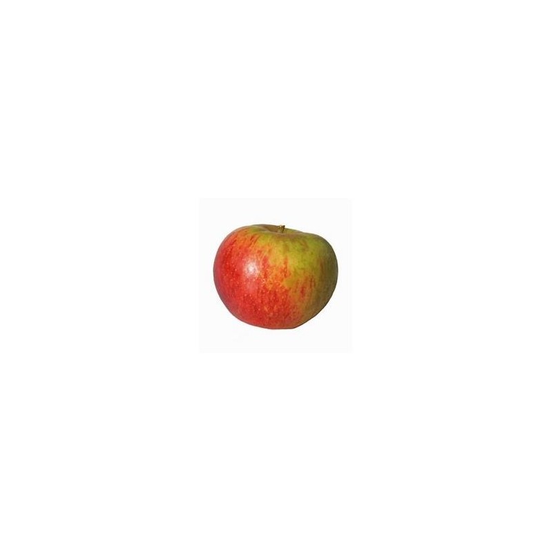 Pomme bio Reinette Anjou- KgFruits fraisVERGER MITAN CRANNE