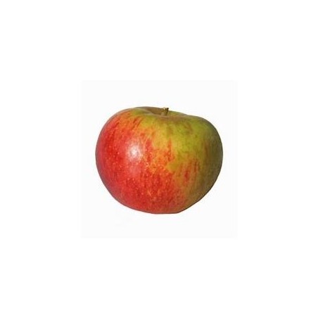 Pomme bio Reinette Anjou- KgFruits fraisVERGER MITAN CRANNE