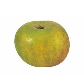Fruits frais Pomme bio Reinette Clochard- Kg VERGER MITAN CRANNE