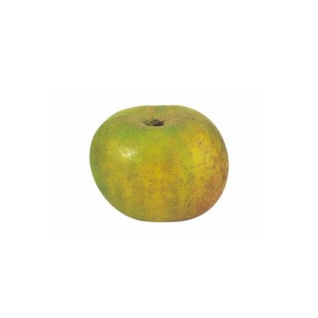 Pomme bio Reinette Clochard- KgLes fruitsVERGER MITAN CRANNE