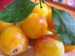 Fruits légumes frais, autres