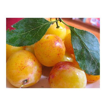 Mirabelle bio par 500 grsFruits BIOBIODIS