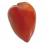 Tomates et concombres-Tomate coeur de boeuf -kg-GAEC BOCEL NON BIO