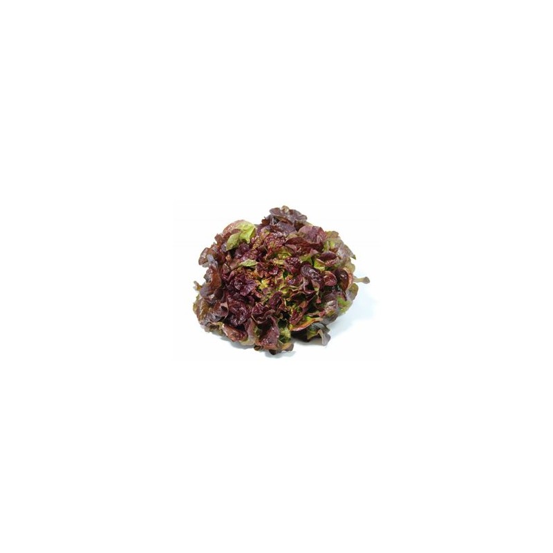 Feuille de Chêne Rouge bioSalades et aromatesMarie et Ludovic