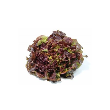 Feuille de Chêne Rouge bioSalades et aromatesMarie et Ludovic
