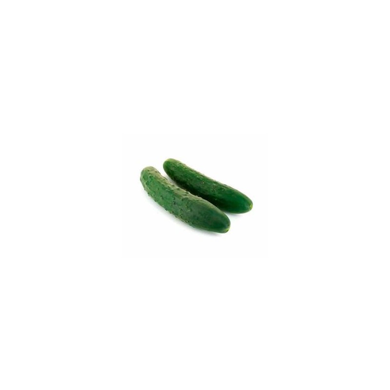 Concombre bio épineux -pièceFruits et légumesMarie et Ludovic