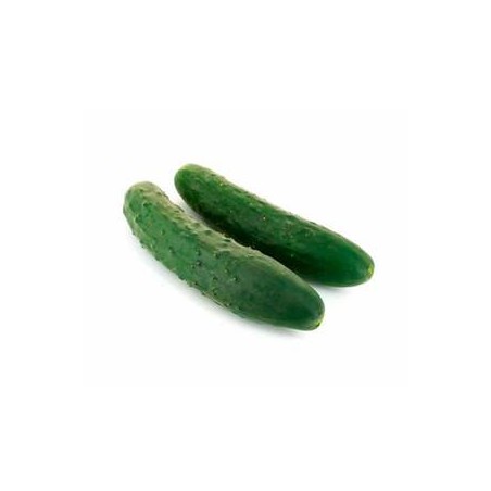 Concombre bio épineux -pièceFruits et légumesMarie et Ludovic
