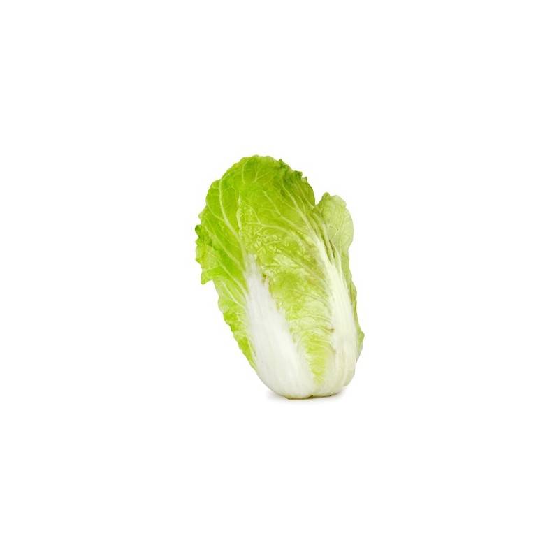 Chou Chinois bio- La pièce 270 grs env.Divers légumes frais bioRONAN LE GALL