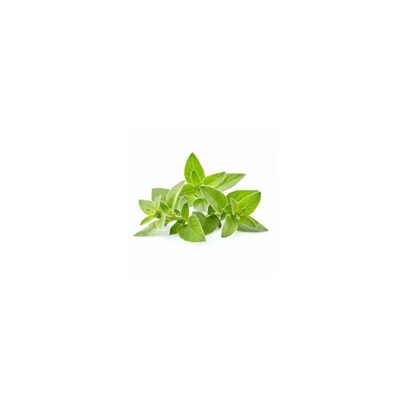 Origan biologique - Sachet 30 grsSalades et aromatesBIODIS
