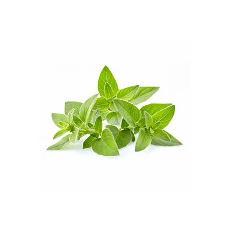 Origan biologique - Sachet 30 grsSalades et aromatesBIODIS