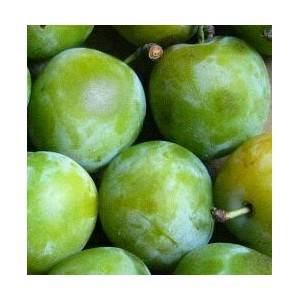 Rhubarbe, abricot, pêche et prune-Prune Reine Claude -500 grs-BIO RENNES Rhubarbe, abricot, pêche et prune-Prune Reine Claude -500 grs-BIO RENNES