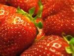 Fruits BIO-fraise biologique Cirene - 250 g-LEGUMES DE VALBO