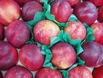 Rhubarbe, abricot, pêche et prune-nectarine JAUNE (Espagne) - 500 g-SUBERY SARL